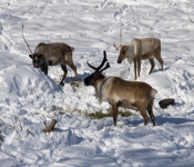 2019 02 21 MNNewZoo 009